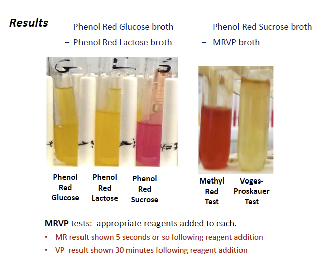 Solved FILL IN THE CHART & Detect the unknow species