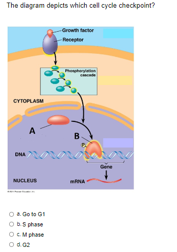 Solved The diagram depicts which cell cycle checkpoint? a. | Chegg.com