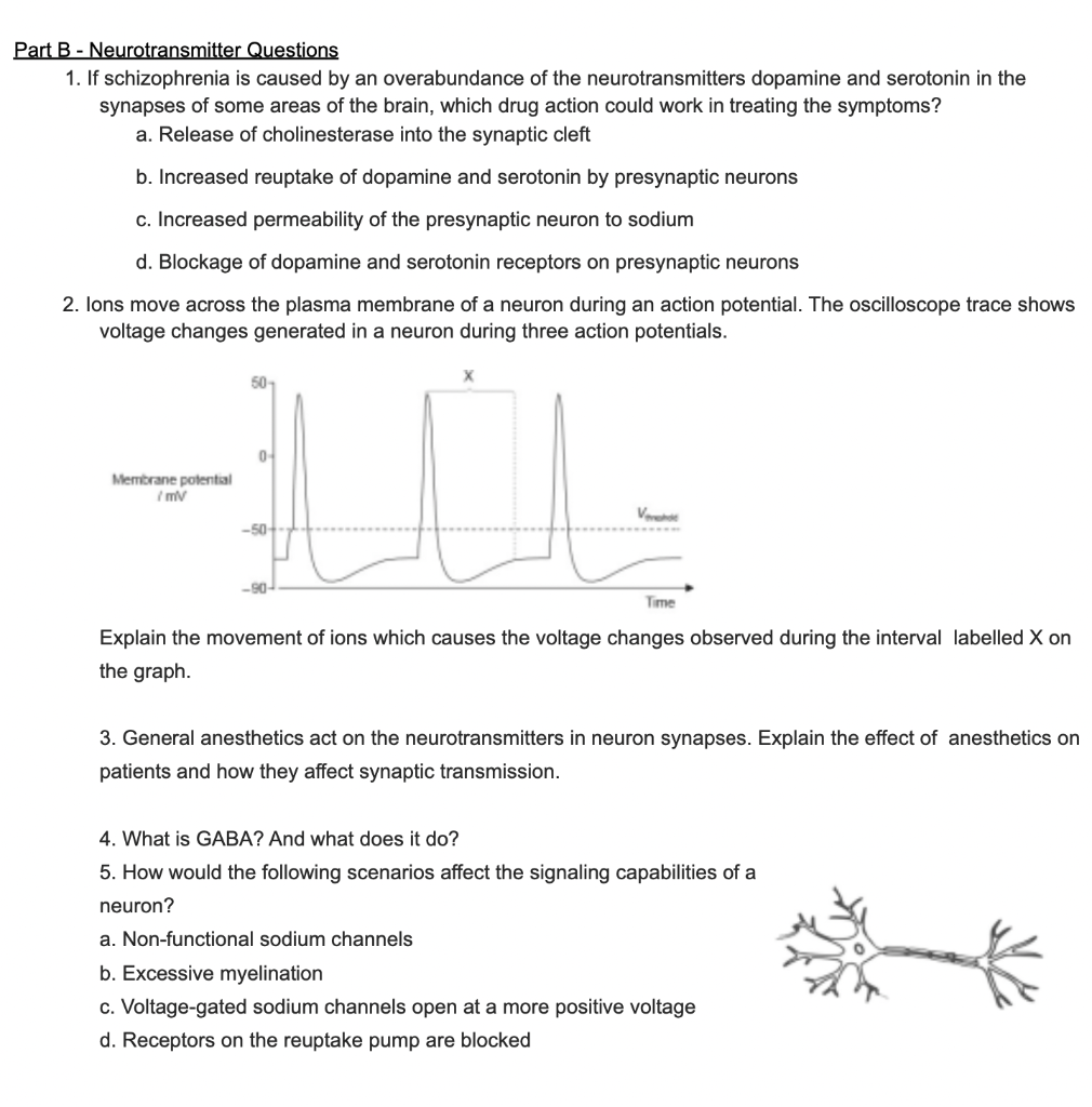 Solved t B Neurotransmitter Questions 1 If schizophrenia Chegg com