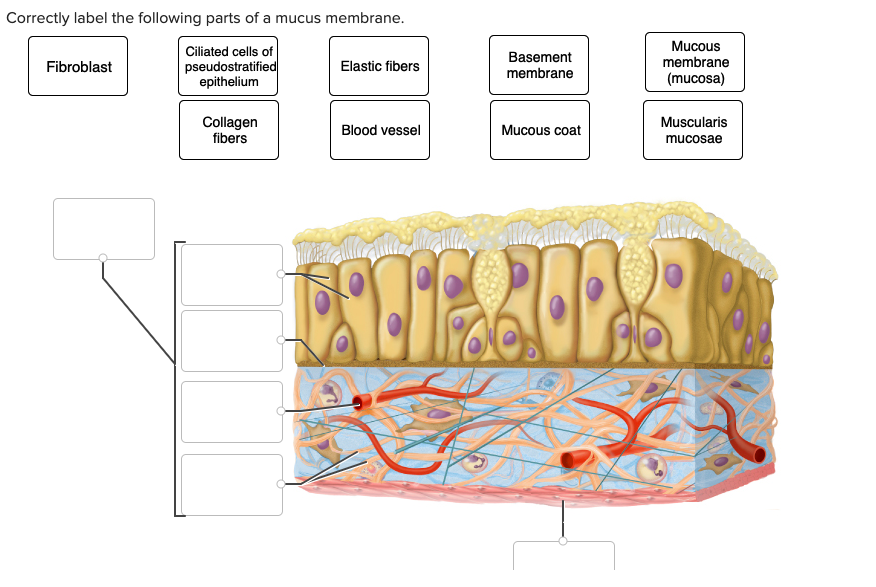 mucous membrane