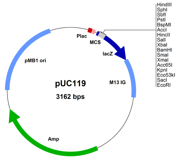 Solved Label the 4 different parts of the plasmid vector and | Chegg.com
