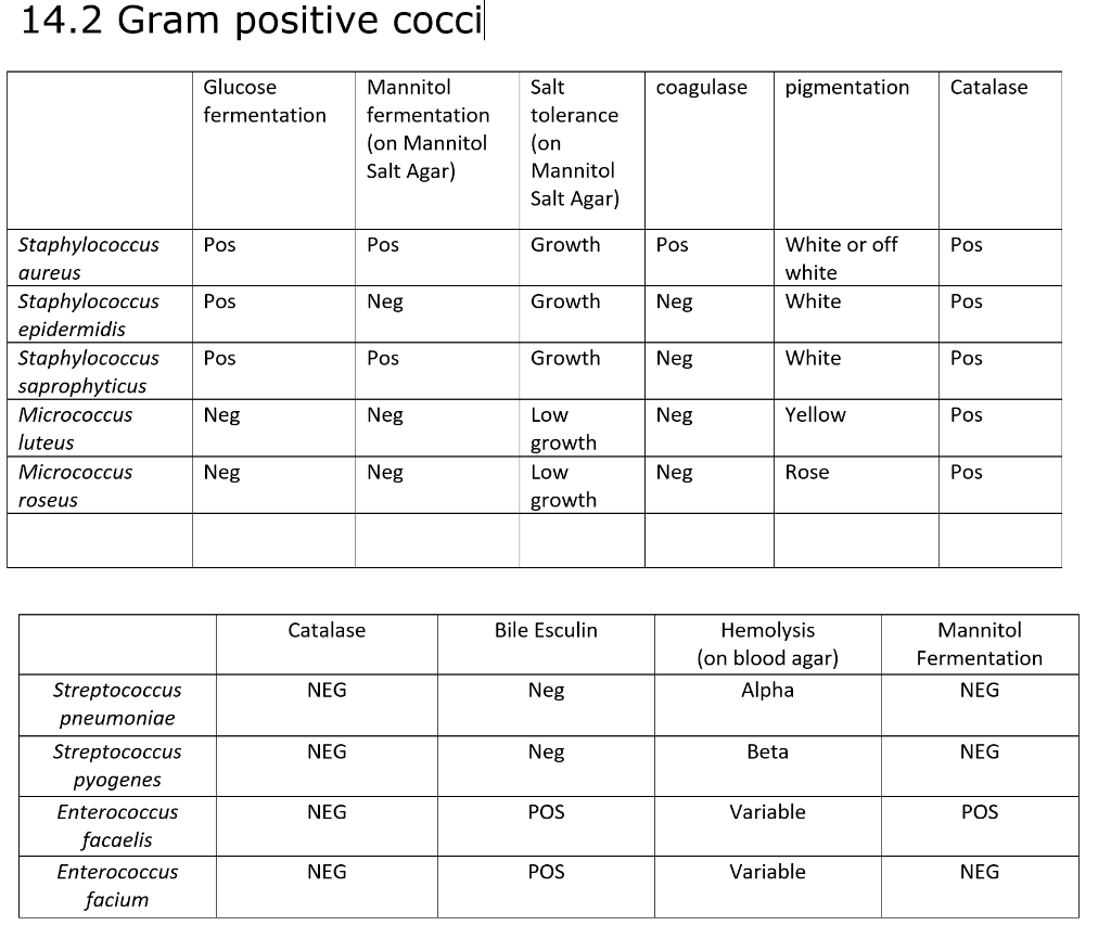 Solved I need to do a gram positive Dichotomous key out of | Chegg.com