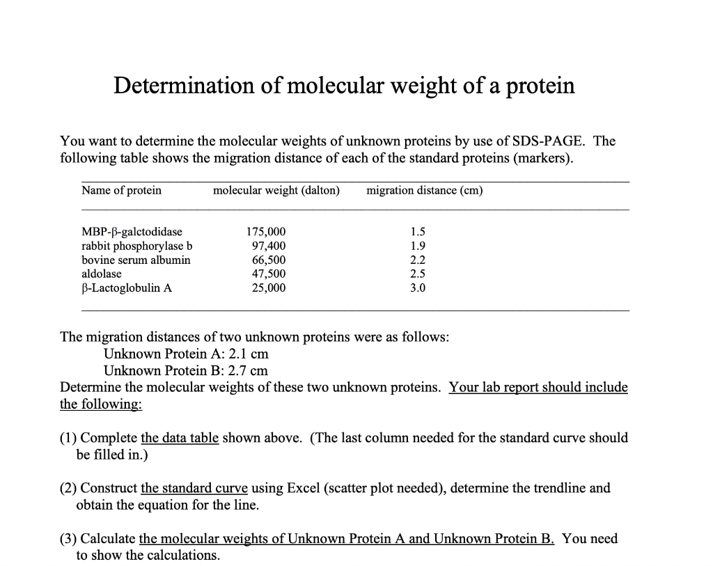 Solved Determination of molecular weight of a protein You | Chegg.com