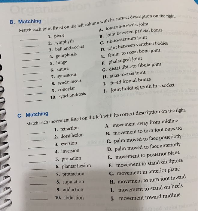 Solved Organiz B.Matching Match each joint listed on the | Chegg.com