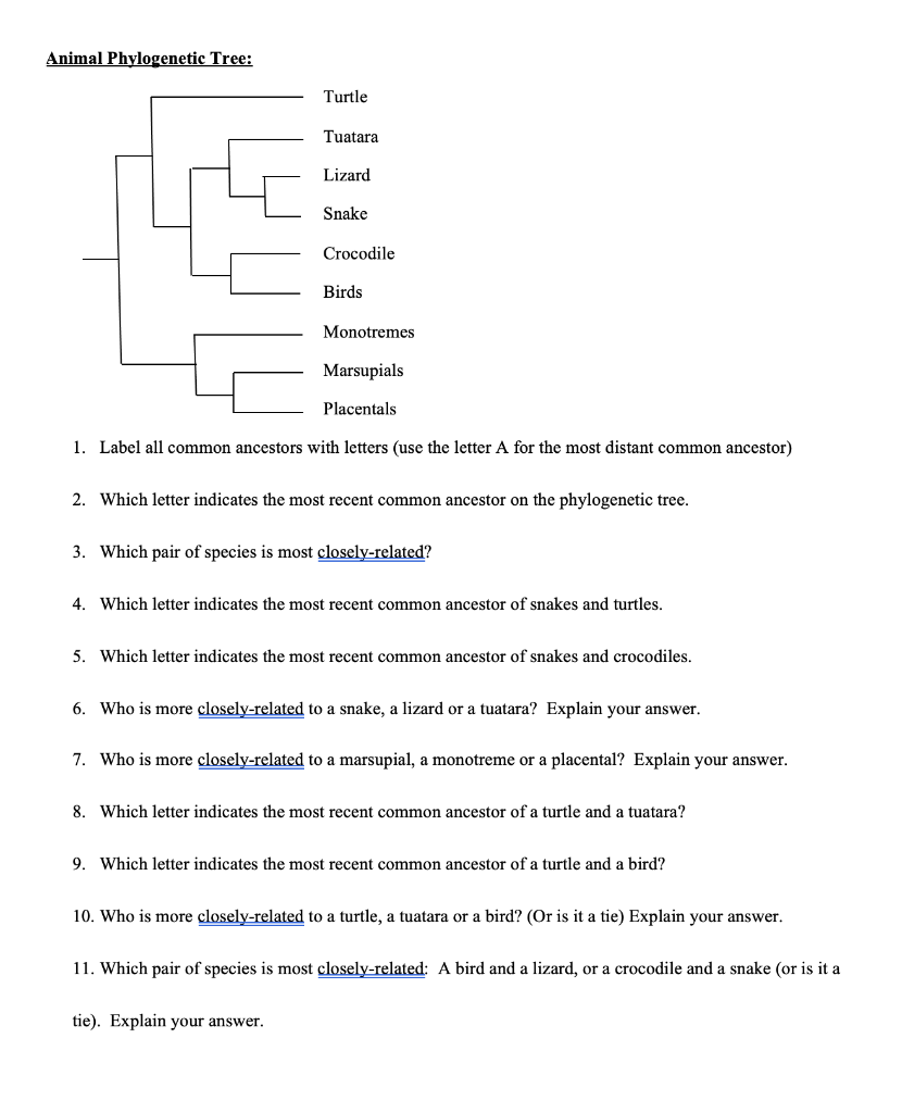 Solved Animal Phylogenetic Tree: Turtle Tuatara Lizard Snake | Chegg.com