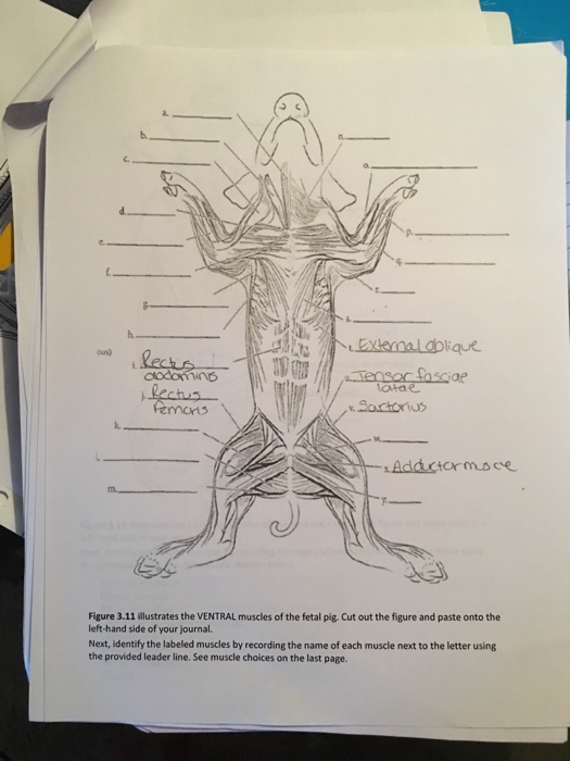 Fetal Pig Muscle Diagram