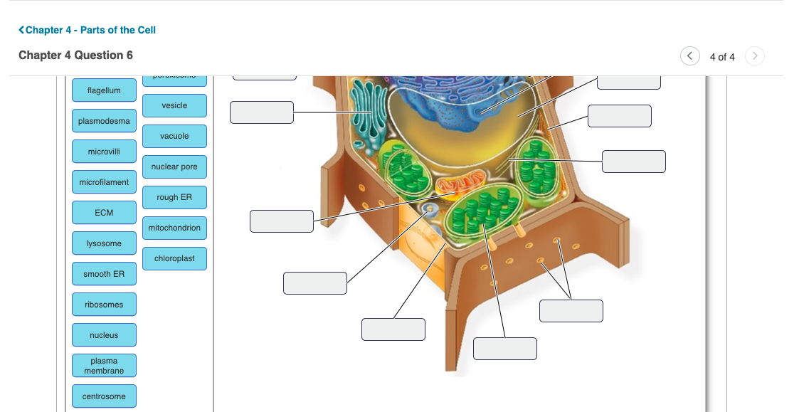 Label The Structures Of The Plant Cell Below Drag Chegg Com