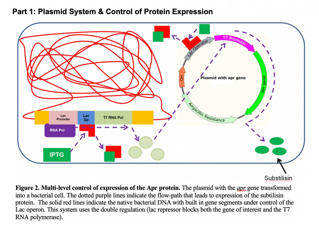 Solved T7 Promoter Lac Operator Plasmid with apr gene 7235 | Chegg.com