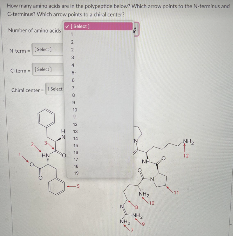 Solved How many amino acids are in the polypeptide below? | Chegg.com