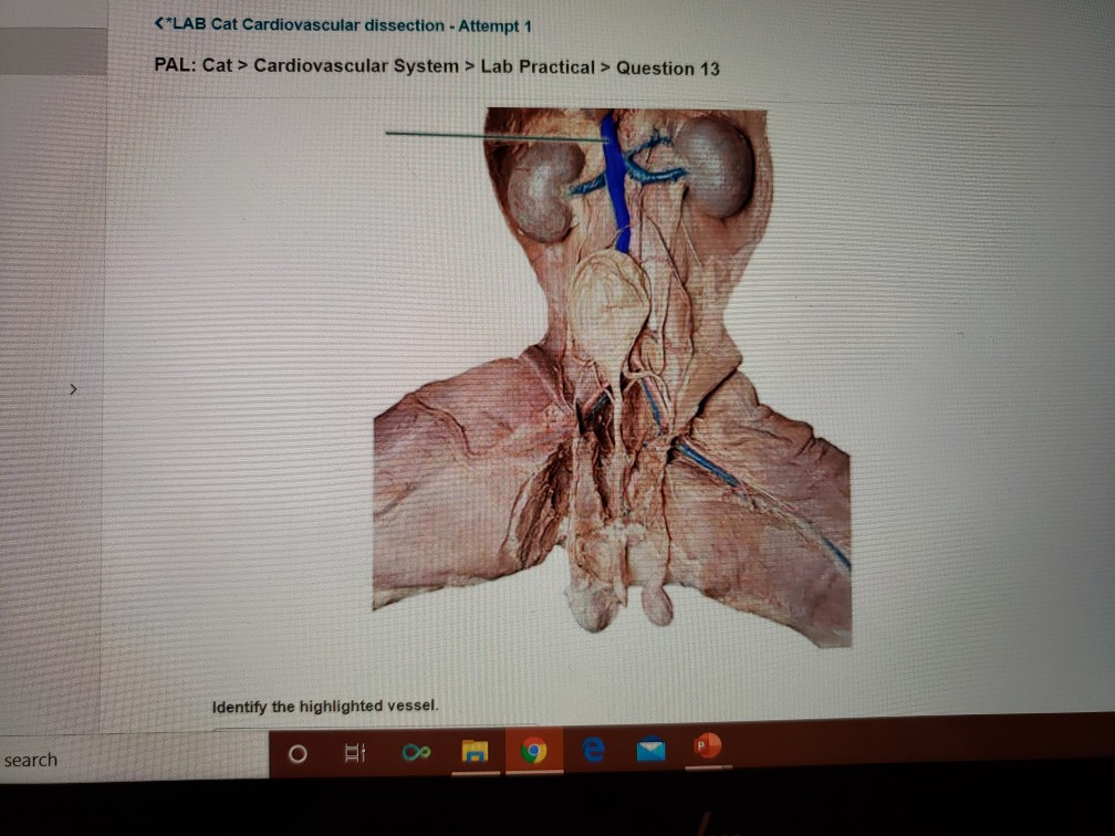 Solved PAL Cat > Cardiovascular System > Lab Practical >