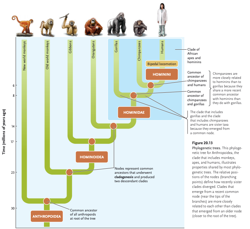 The typical immortal character: a lot of children, and not a lot of  appendages : r/paradoxplaza