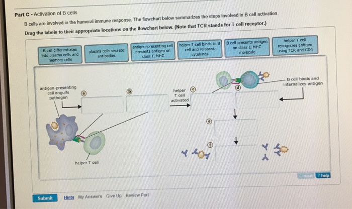 Solved Activation of B cells B cells are involved in the | Chegg.com