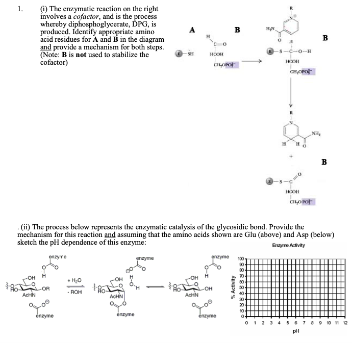 (i) The enzymatic reaction on the right involves a | Chegg.com