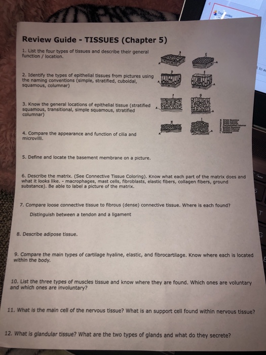 Anatomy And Physiology Chapter 5 Tissues Study Guide Answers Study Poster