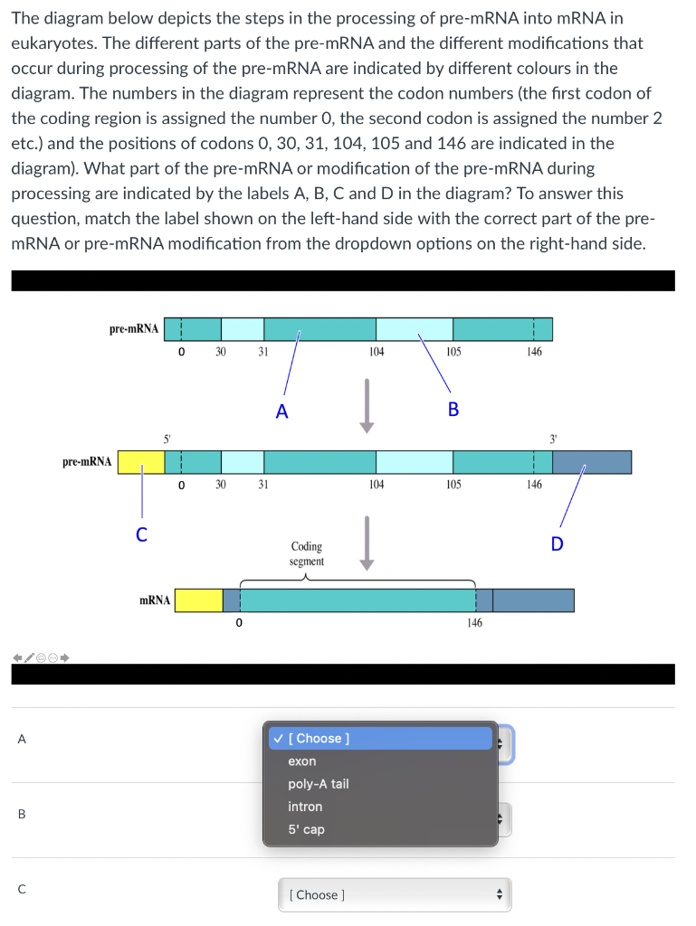 The diagram below depicts the steps in the processing of pre-mRNA into mRNA in eukaryotes. The different parts of the pre-mRN