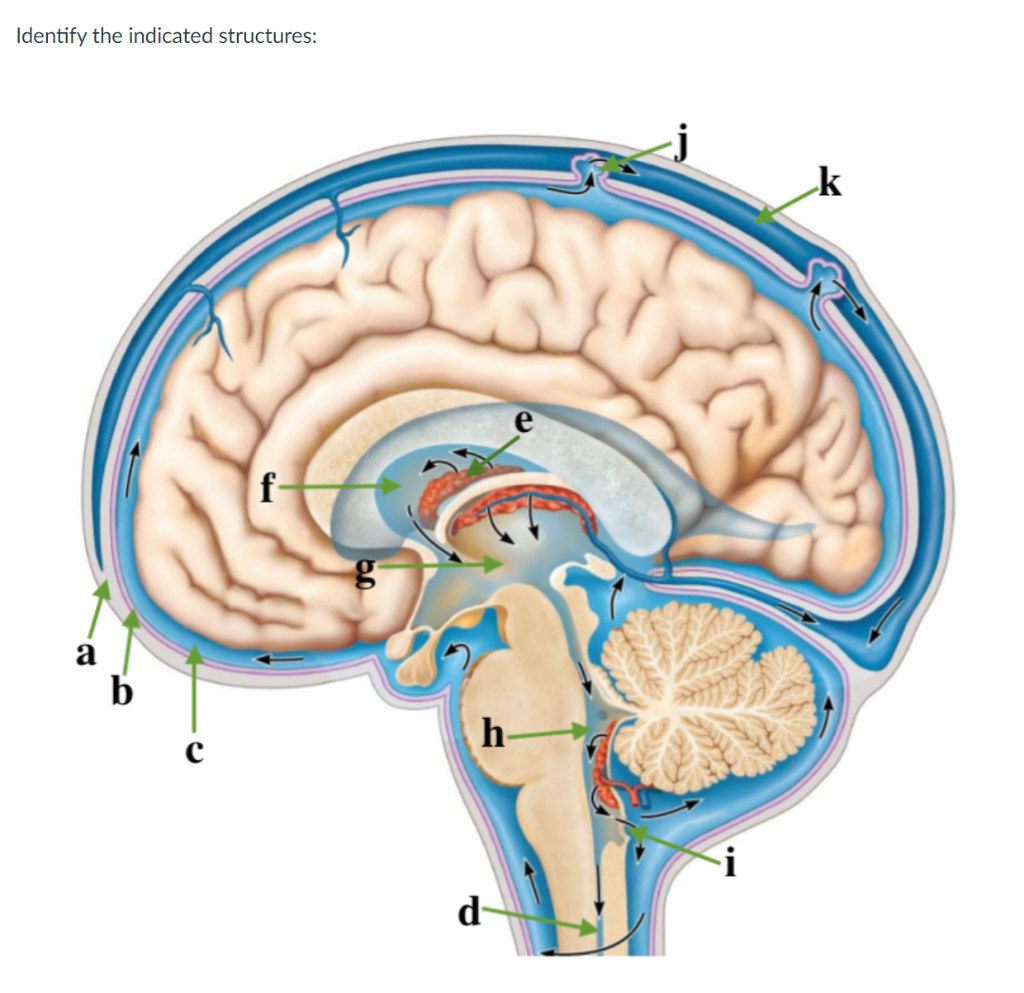 Solved Options are: lateral ventricle, pia mater, arachnoid | Chegg.com