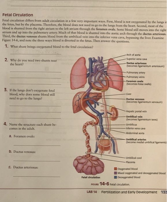 fetal-circulation-anatomy