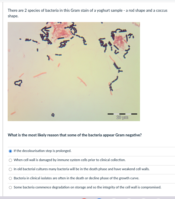 There are 2 species of bacteria in this Gram stain of a yoghurt sample - a rod shape and a coccus shape.
What is the most lik