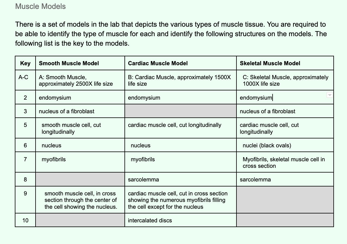 Solved Muscle Models There is a set of models in the lab | Chegg.com