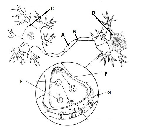 Solved Lable the image ___ This portion of the myelin of | Chegg.com