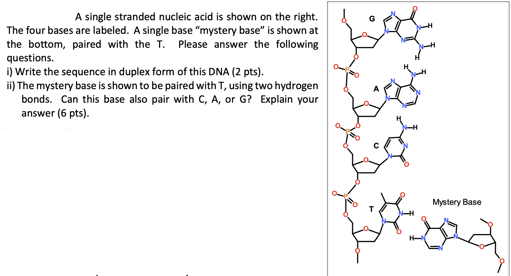 Solved A single stranded nucleic acid is shown on the right.