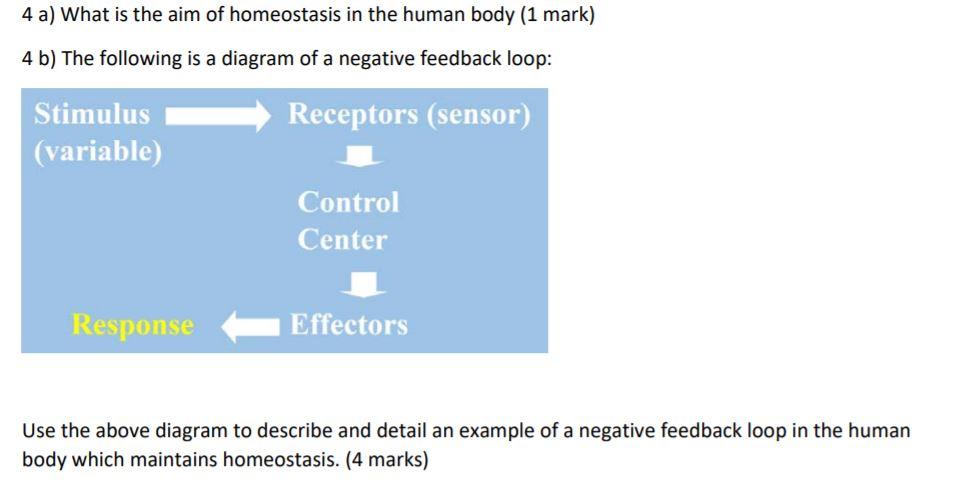 homeostasis in humans diagram