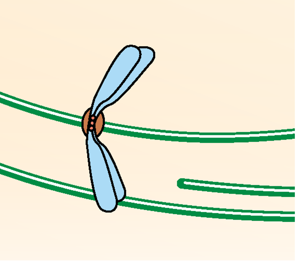 Take a look at this image of a mitotic spindle: Now Biology Diagrams