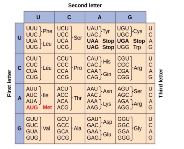 Solved Assuming you have an mRNA transcript of AGCUUAGCG, | Chegg.com