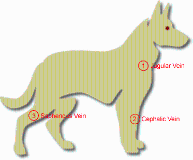 Blood Collection Sites Veins And More Flashcards Chegg Com