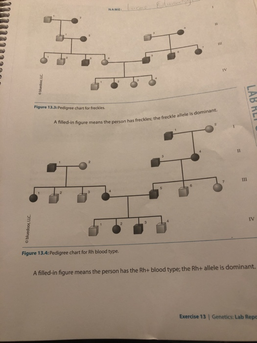 Solved IV Figure 13.3:Pedigree chart for freckles ure means | Chegg.com