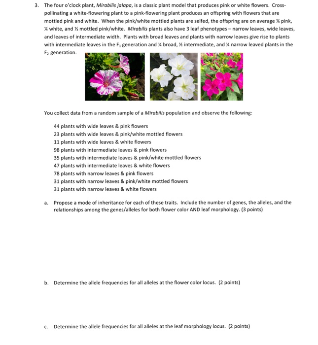 16+ in japanese four o'clock plants red color is