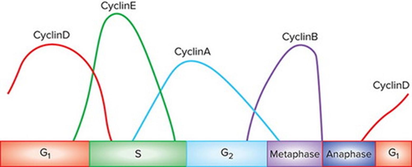 Solved Some cyclin-dependent kinases can interact with more Biology Diagrams