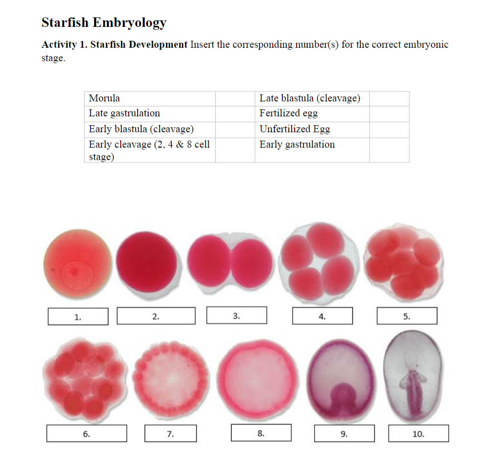 Solved Starfish Embryology Activity 1. Starfish Development | Chegg.com