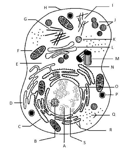 Solved Identify the components of a cell as shown in the | Chegg.com