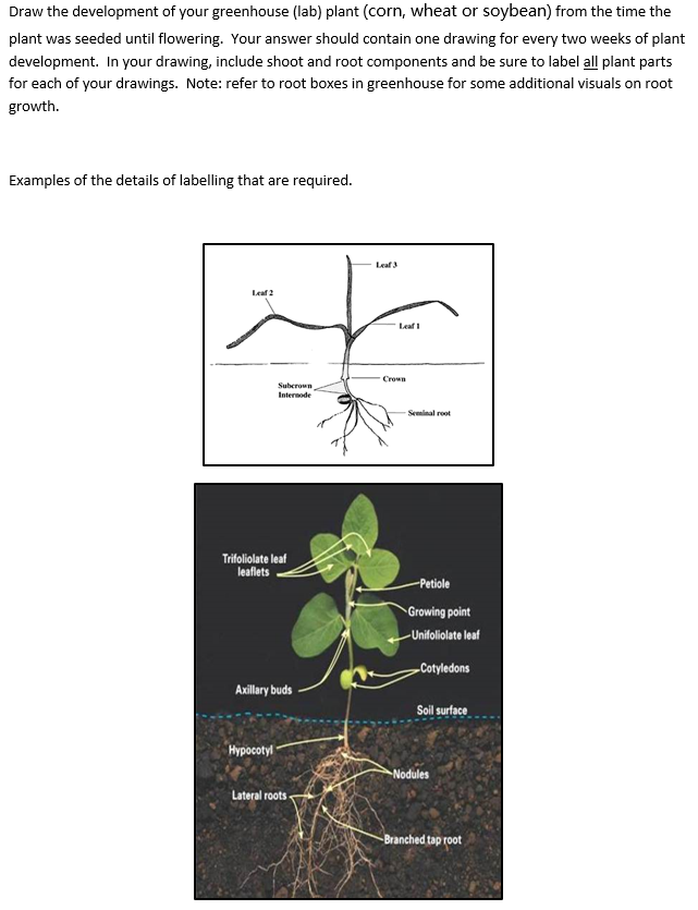 Solved Draw the development of your greenhouse (lab) plant | Chegg.com