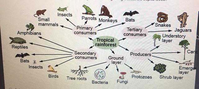 ⚡ Tropical Rainforest Producers Consumers And Decomposers What Are Five Producers In The 1611