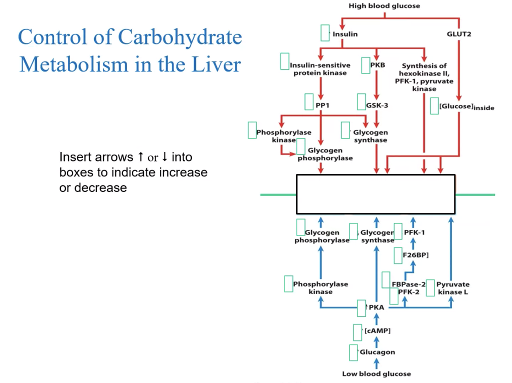 Solved Control of Carbohydrat Metabolism in the Lives Insert | Chegg.com