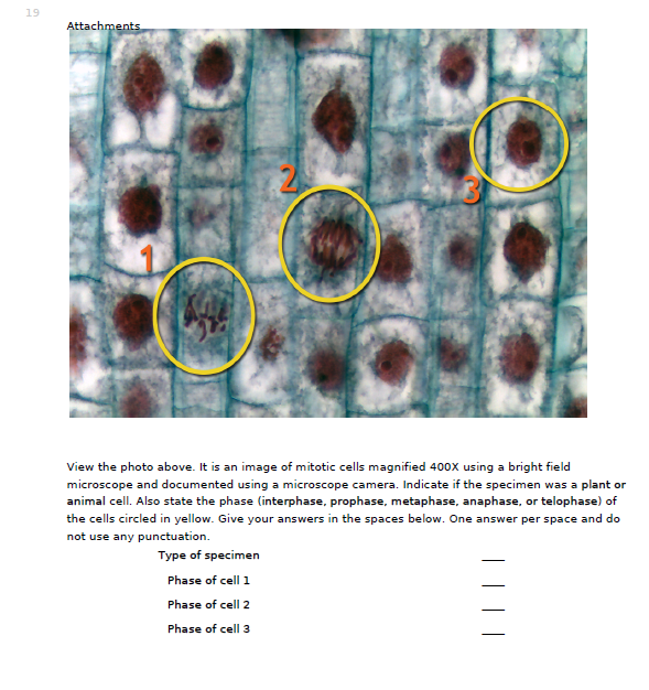 Solved The division of the nucleus into two nuclei is | Chegg.com