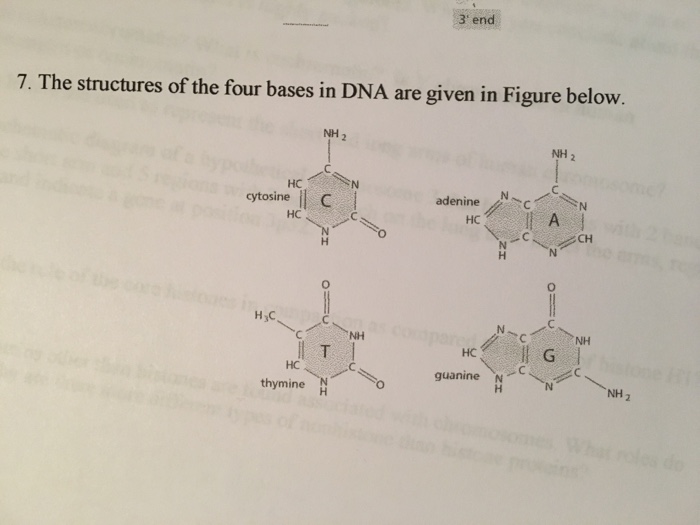Solved 3 end 7. The structures of the four bases in DNA are | Chegg.com