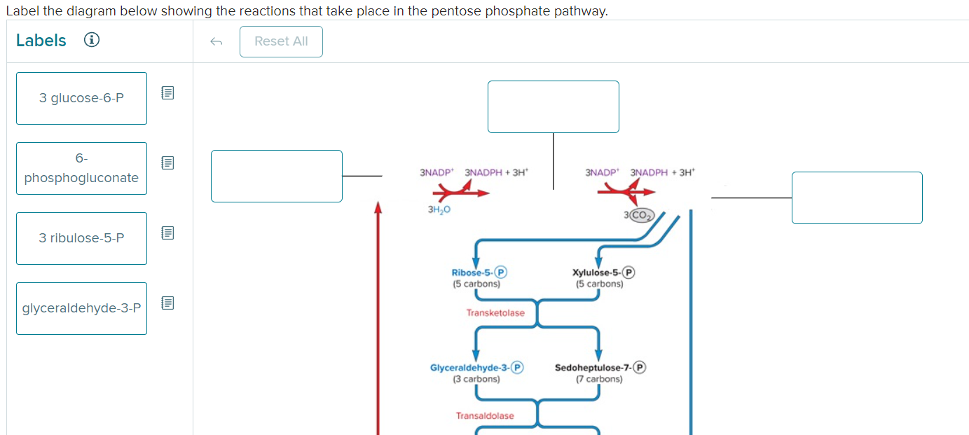 Solved Label the diagram below showing the reactions that | Chegg.com