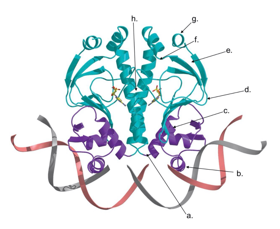 Solved The E. coli CAP protein is a sitespecific DNA