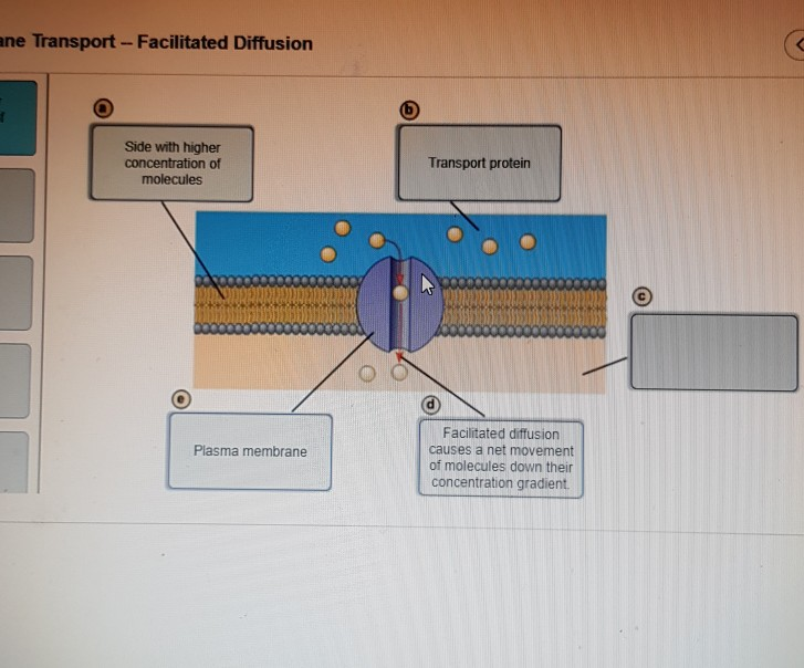 Difference Between Facilitated Diffusion And Active Transport Definition Mechanism Function