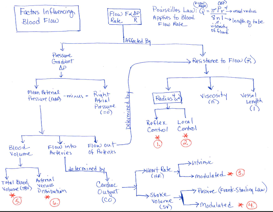 arterial-blood-flow-chart-image-result-for-lower-limb-blood-supply-flow-chart