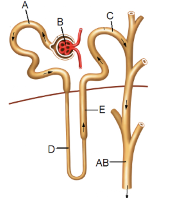 Solved Match The Description To The Location Of The Nephron. 