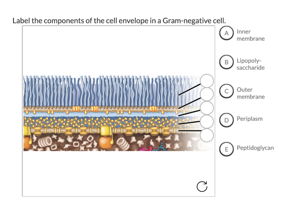 Solved Label the components of the cell envelope in a