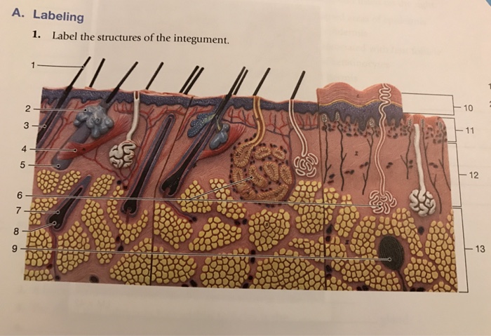 Solved Integumentary system. Label the structures of the | Chegg.com