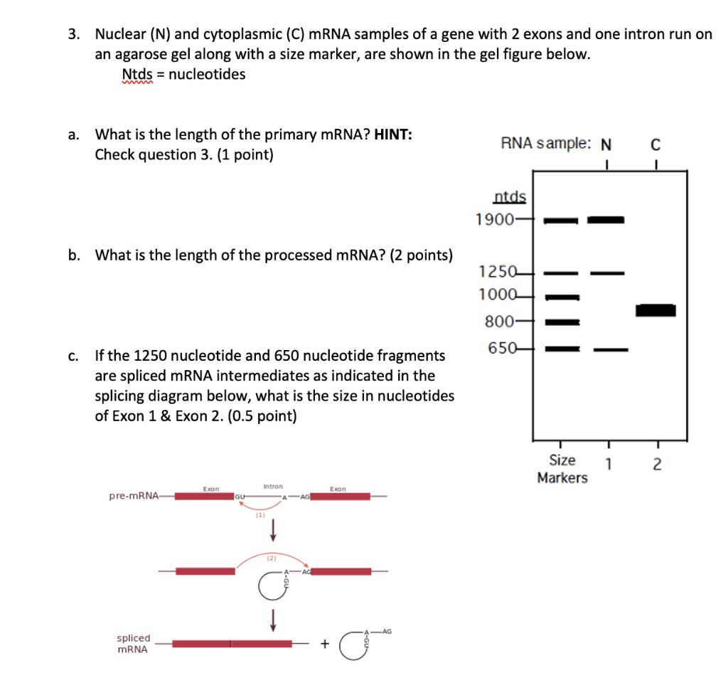 Solved 3. Nuclear (N) and cytoplasmic (C) mRNA samples of a | Chegg.com