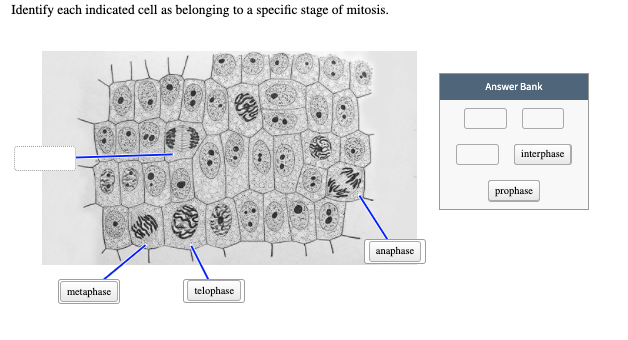 Identify The Shape Of The Cell Indicated By The Line Solved Identify each indicated cell as belonging to a | Chegg.com