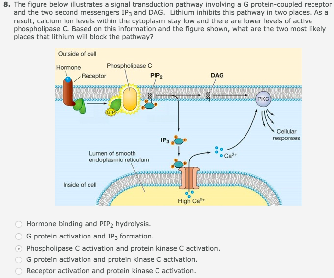 Solved 8 The Figure Below Illustrates A Signal Transduction 9396