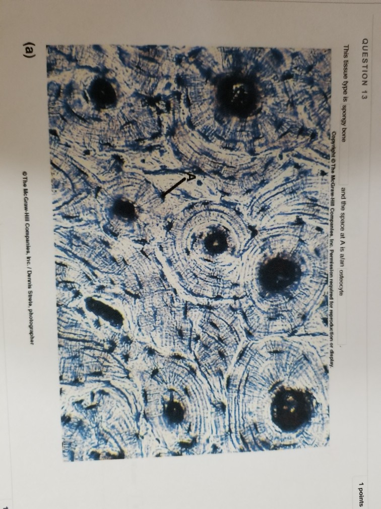 Solved 18 Take Test: Histology Lab Pra Identify this tissue. | Chegg.com